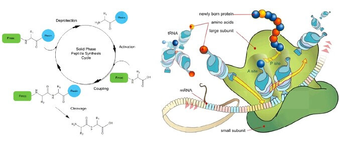 多肽固相合成原理（百泰派克（BiotechPack）主要采用Fmoc合成法）.jpg