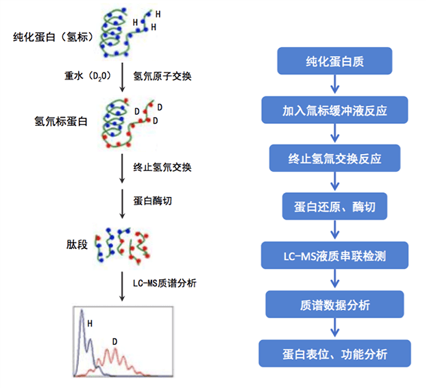 百泰派克采用waters先进的nanoACQUITY UPLC HD-Exchange System分析系统，提供精准蛋白质表位分析服务