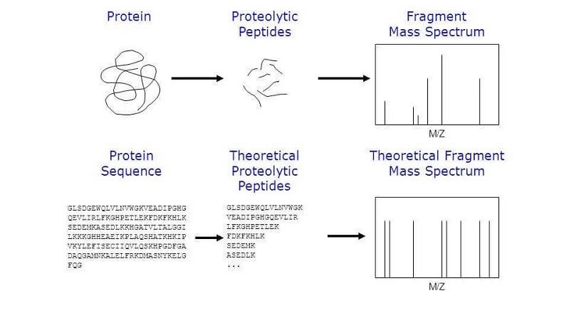 百泰派克生物科技提供基于MALDI-TOF对蛋白质(多肽) 理论氨基酸序列进行分析的的技术服务。