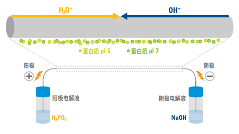 蛋白质等电点测定方法