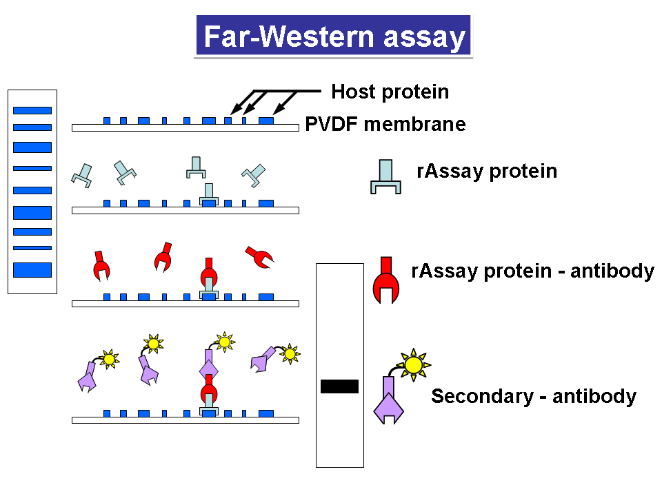 Far-Western Blot分析
