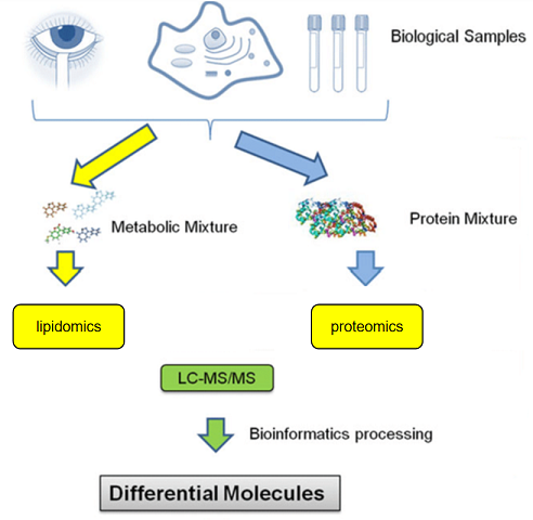 脂质组学与蛋白质组学整合分析