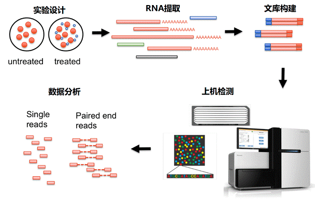 转录组分析流程